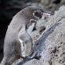penguin_galapagos_bar_v_0232_ecu1427.jpg
